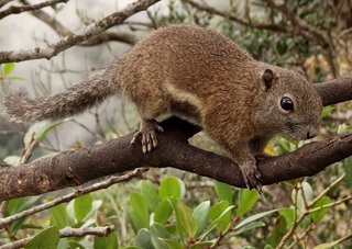 Callosciurus orestes, Bornean Black-Banded Squirrel