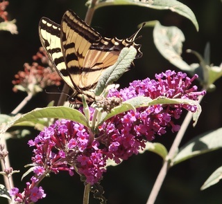 Papilio rutulus, Western Tiger Swallowtail