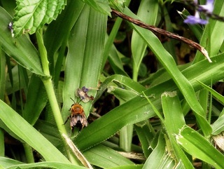 Amegilla malaccensis, anthophorine bee
