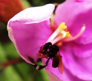Heterotrigona erythrogastra, stingless bee