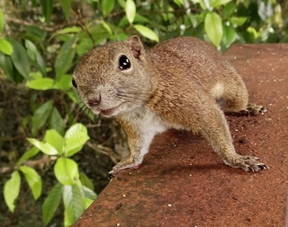 Callosciurus orestes, Bornean Black-banded Squirrel