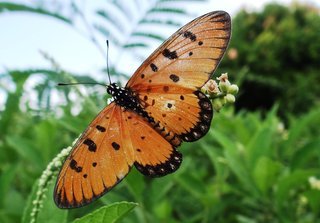 Acraea violae, Tawny Coster butterfly