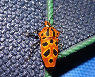 Cantao ocellatus, Mallotus Harlequin Bug