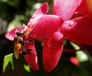 Heterotrigona erythrogastra, stingless bee