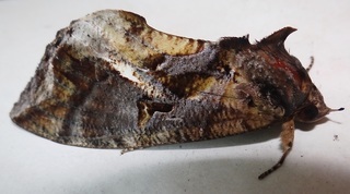 Eudocima phalonia fruit-piercing moth
