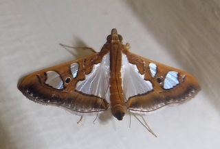 Glyphodes bivitralis, crambid moth