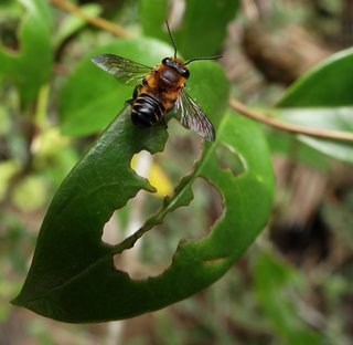 Megachile laticeps