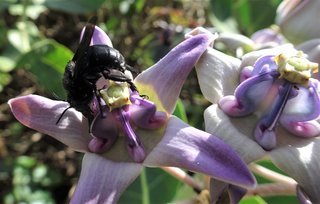 Amegilla violacea, Violaceous Digger Bee