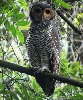 Strix seloputo, Spotted Wood Owl