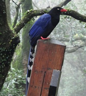 Urocissa caerulea, Taiwan Blue Magpie