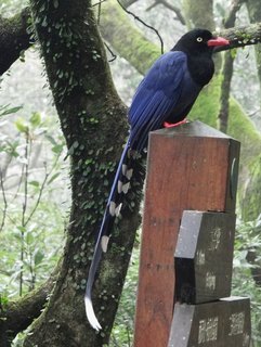 Urocissa caerulea, Taiwan Blue Magpie