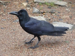 Corvus macrorhynchos, Large-billed Crow