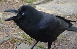 Corvus macrorhynchos, Large-billed Crow