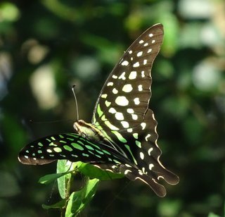 Graphium agamemnon menides, Tailed Jay