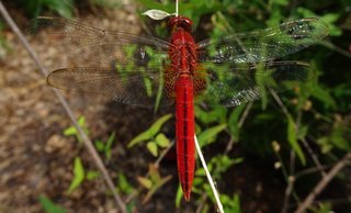Anisoptera, dragonfly
