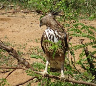 Nisaetus cirrhatus, Crested Hawk Eagle