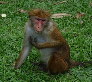 Macaca sinica, Toque Macaque
