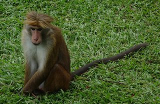 Macaca sinica, Toque Macaque