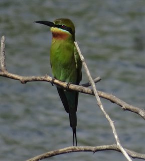 Merops philippinus, Blue-tailed Bee-eater