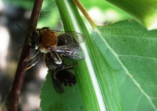 Nomia thoracica, halictid bee