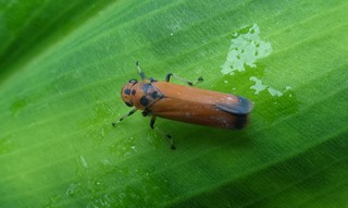 Bothrogonia ferruginea, Black-tipped Leafhopper