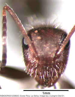 Camponotus planatus, worker, head