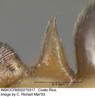 Odontomachus meinerti, petiole