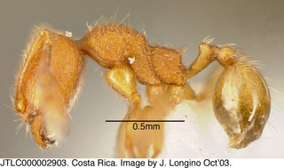 Pheidole striaticeps, worker minor, side