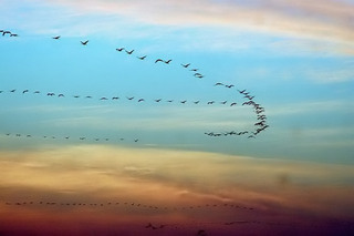 Grus grus lilfordi, flock in flight