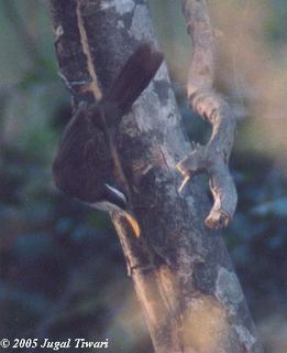 Pomatorhinus horsfieldii obscurus