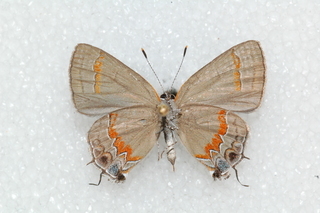 Calycopis cecrops, Red-Banded Hairstreak, bottom