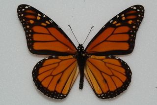 Danaus plexippus, Monarch, top