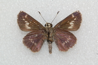 Pompeius verna, Little Glassy Wing, bottom