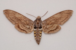 Manduca quinquemaculata, Five-spotted Hawk Moth