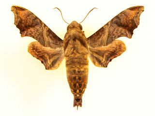 Enyo lugubris, Mournful Sphinx Moth