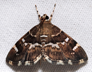 Hymenia perspectalis, Spotted Beet Webworm Moth