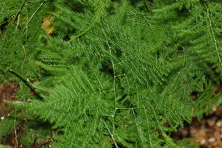 Asparagus setaceus, Liliaceae