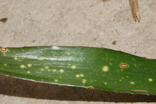 Billbergia chlorostica
