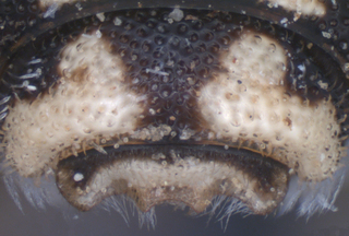 Anthidiellum ehrhorni, male, T7, mtg