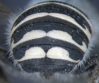 Anthidium clypeodentatum, female, T6, 2 mtg