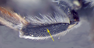 Anthidium maculosum, female, hindtibia, mtg copy