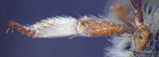 Anthidium palmarum, female, midbasitarsus, mtg