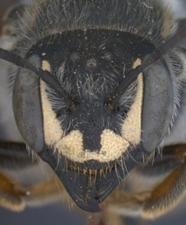 Trachusa occidentalis, female, head, mtg