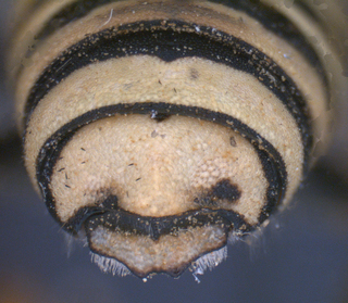 Trachusa occidentalis, male, T6-T7, mtg