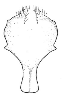 Anthidium clypeodentatum, male, S8, VG