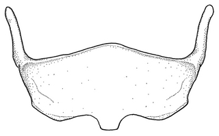 Anthidium cockerelli, male, S6, VG