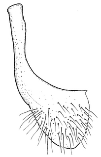 Anthidium cockerelli, male, S7, VG