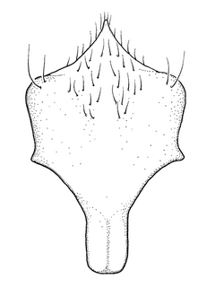 Anthidium cockerelli, male, S8, VG