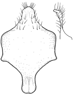 Anthidium collectum, male, S8, VG
