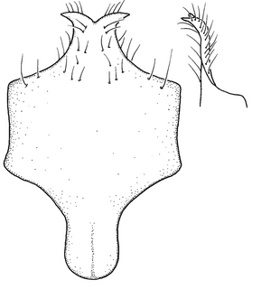Anthidium dammersi, male, S8, VG